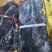 海带海带头干海带干海带头福建霞浦海带