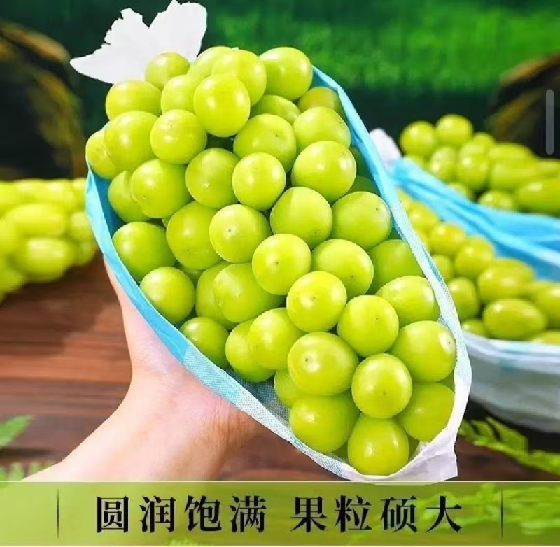 【精选】云南精品阳光玫瑰，香甜多汁基地直供需要的客户联系
