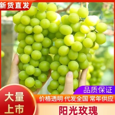 【精选】云南精品阳光玫瑰，香甜多汁基地直供需要的客户联系