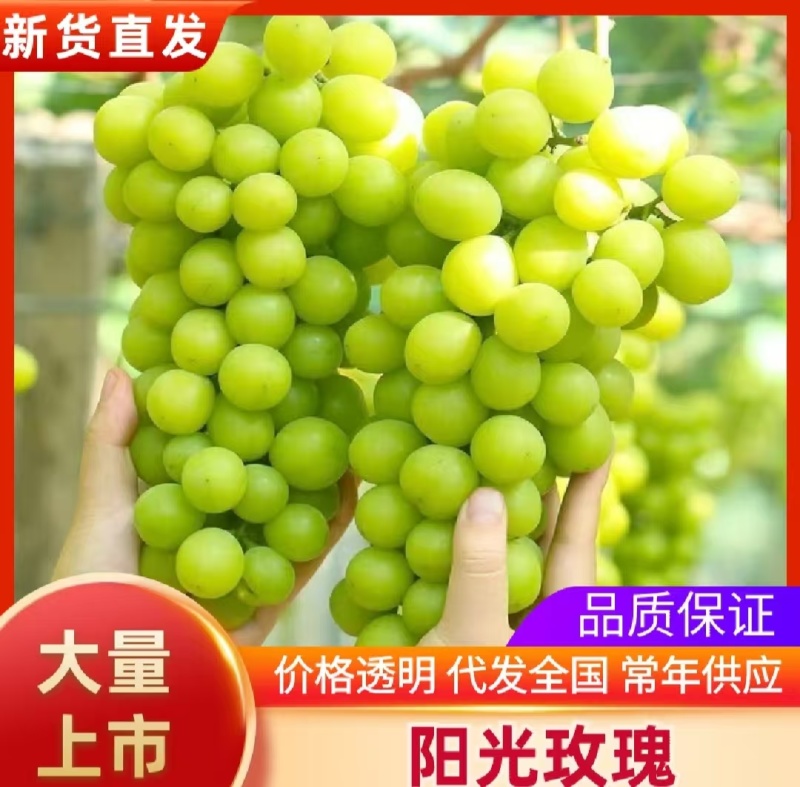 【精选】云南精品阳光玫瑰，香甜多汁基地直供需要的客户联系