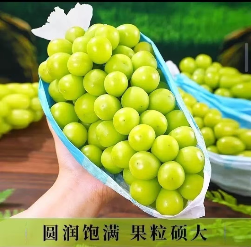【精选】云南精品阳光玫瑰，香甜多汁基地直供需要的客户联系