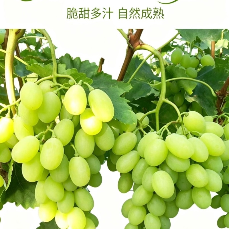 【坏果包赔】维多利亚葡萄无籽青提香甜浓郁现摘新鲜