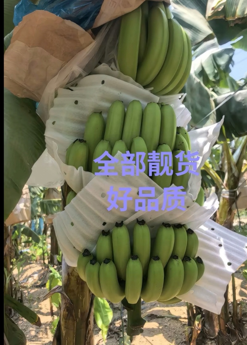 香蕉