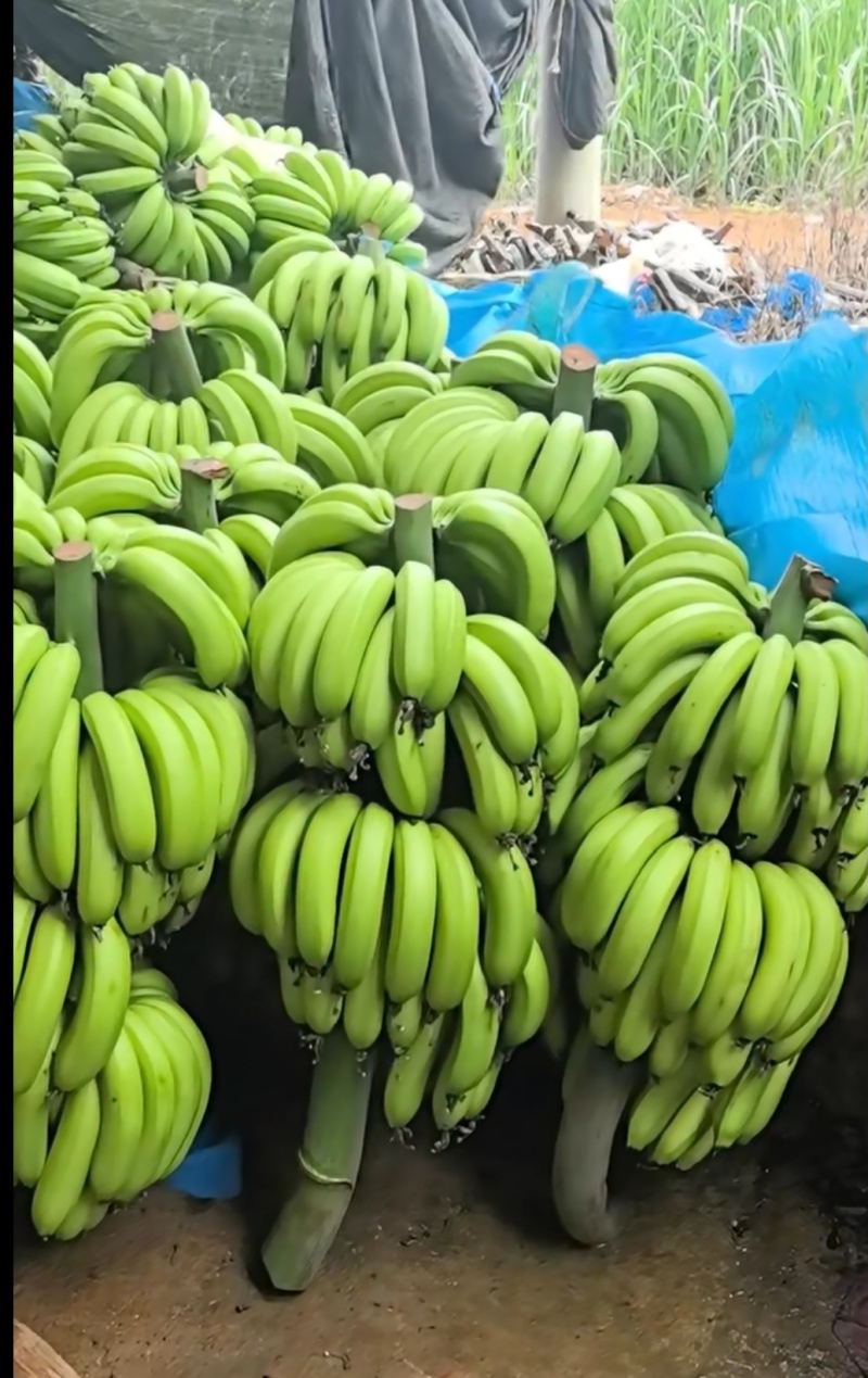 香蕉