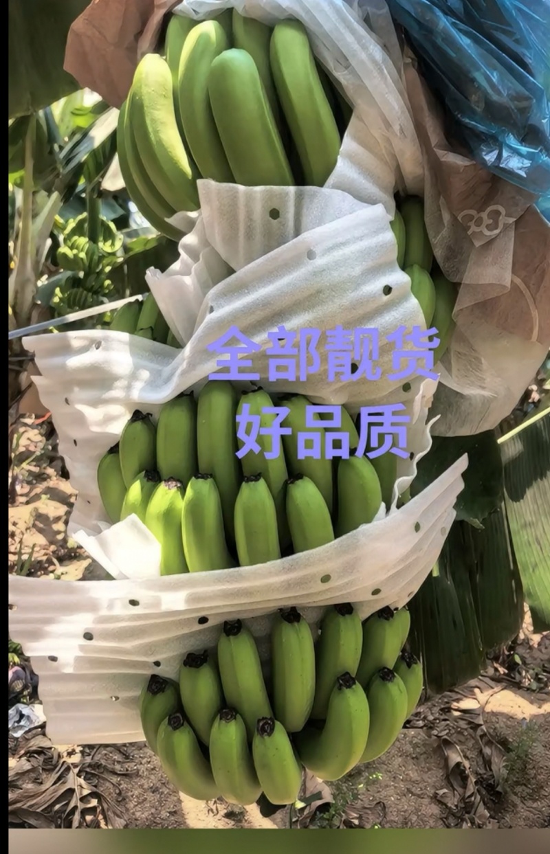 香蕉