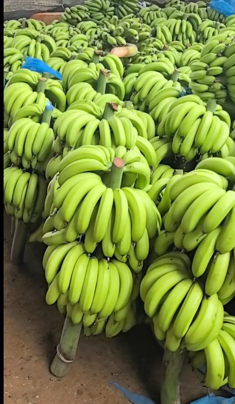 香蕉