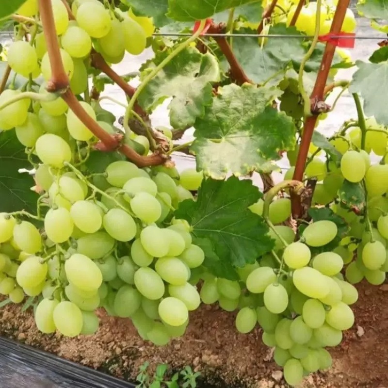 维多利亚青提葡萄头茬采摘大量现货脆甜多汁价格实惠