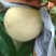 各品种毛桃大量新货低价上市，保质保量代发全国可视频看货