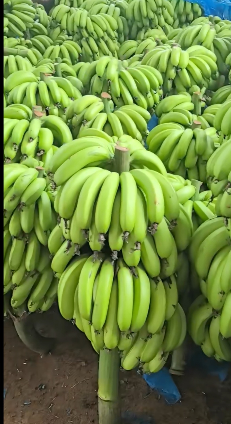 香蕉