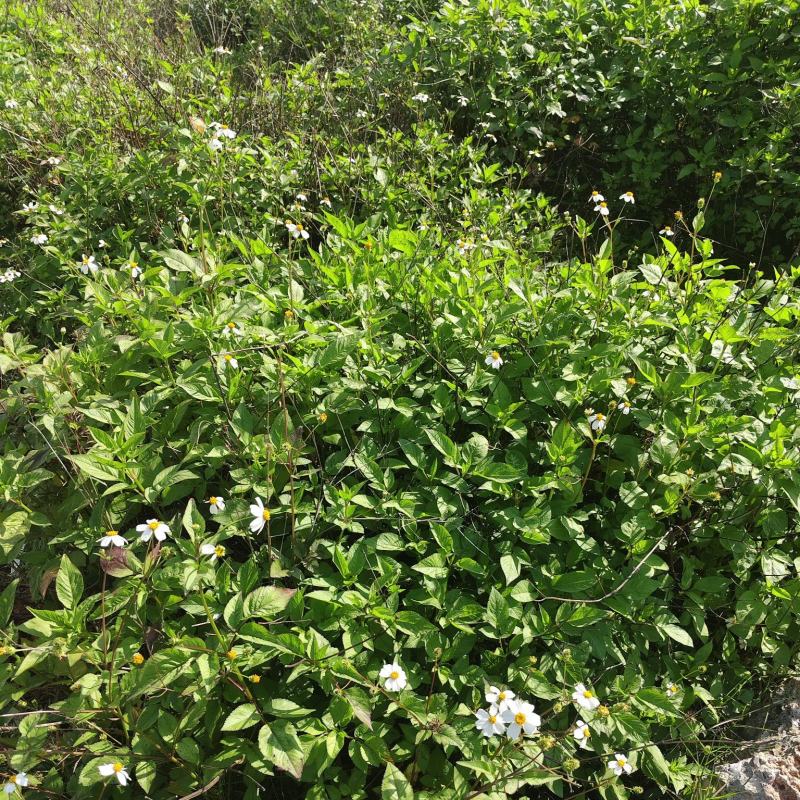 多年全野无硫含量高精品鬼针草，鲜货大量供应，欢迎来电咨询