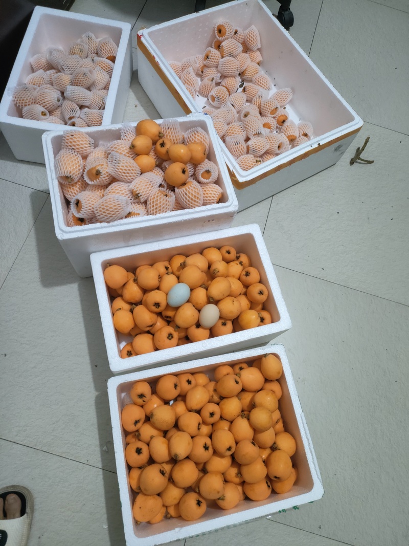 大五星枇杷套袋果
