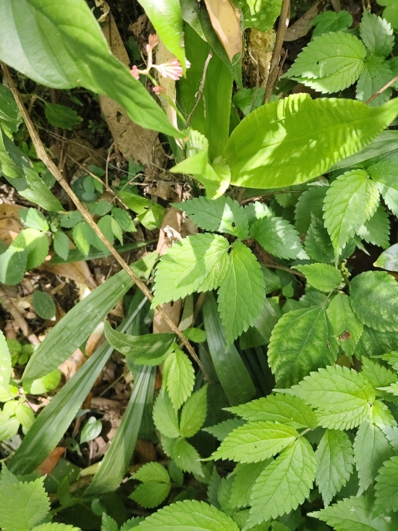 多年全野无硫含量高精品鬼针草，鲜货大量供应，欢迎来电咨询