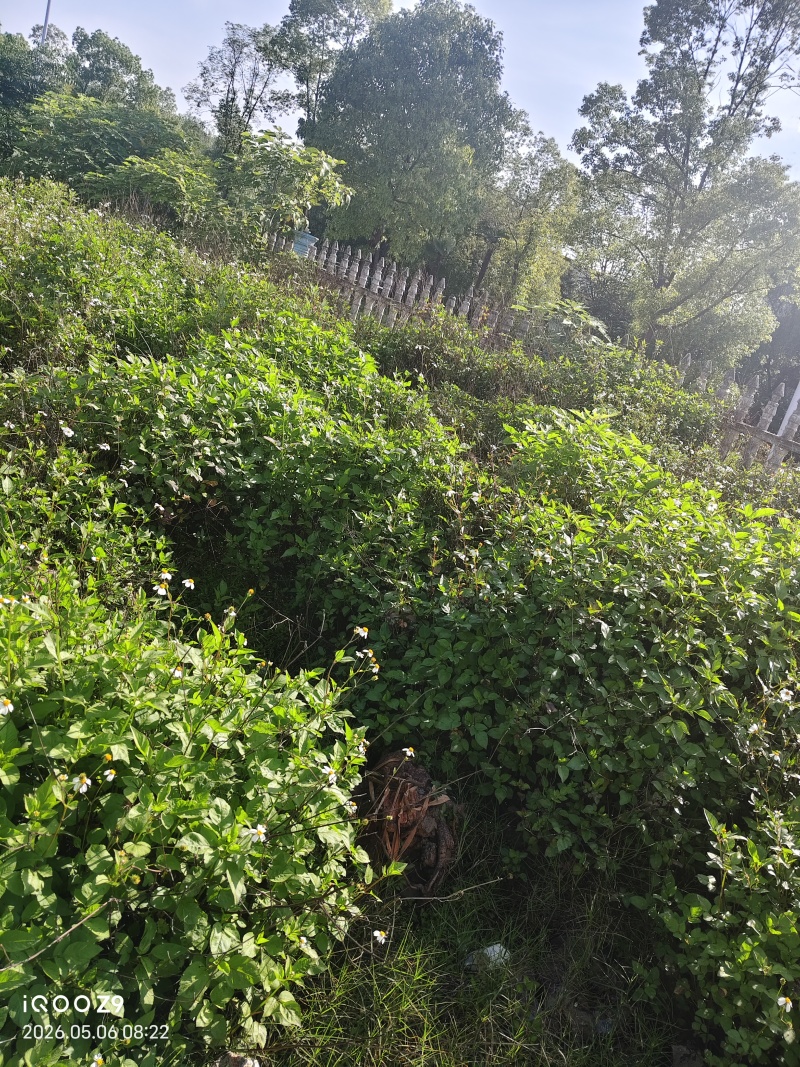 多年全野无硫含量高精品鬼针草，鲜货大量供应，欢迎来电咨询