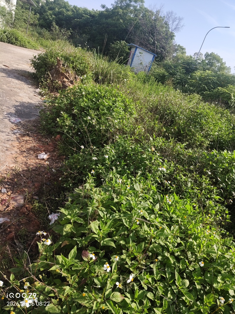 多年全野无硫含量高精品鬼针草，鲜货大量供应，欢迎来电咨询