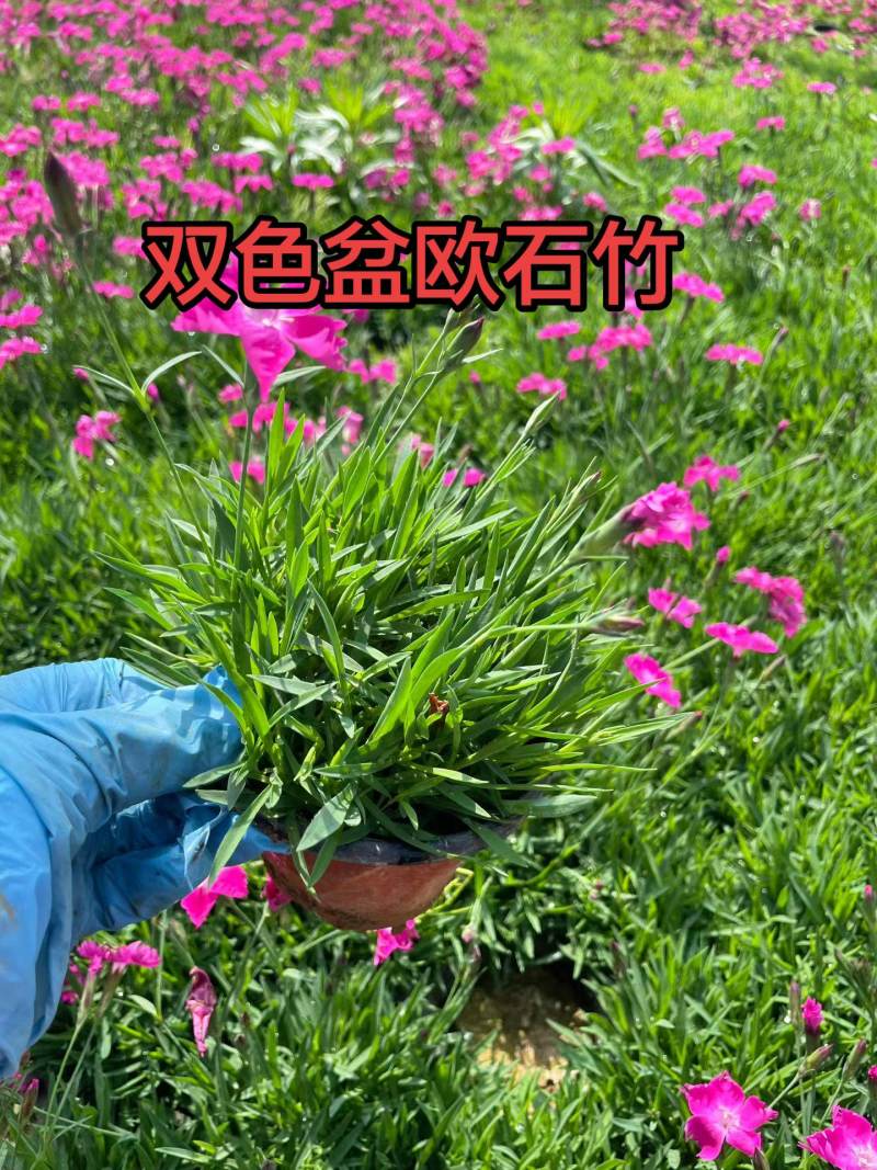 300w欧石竹基地直发，欧石竹批发，质优价廉