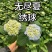 绣球基地直发，各种品种规格都有，质优价廉。