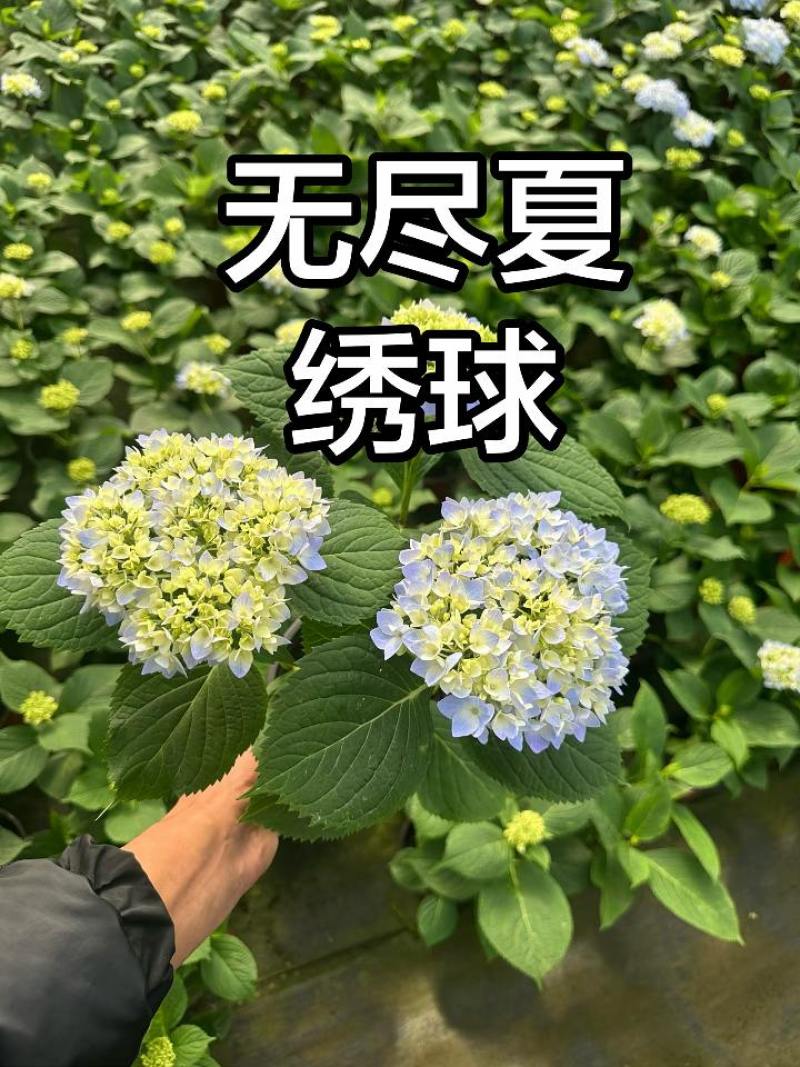 绣球基地直发，各种品种规格都有，质优价廉。