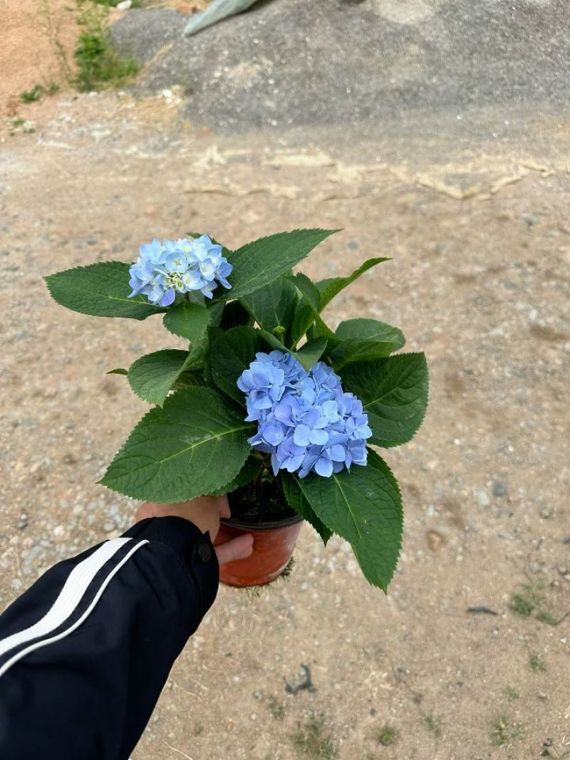 绣球基地直发，各种品种规格都有，质优价廉。