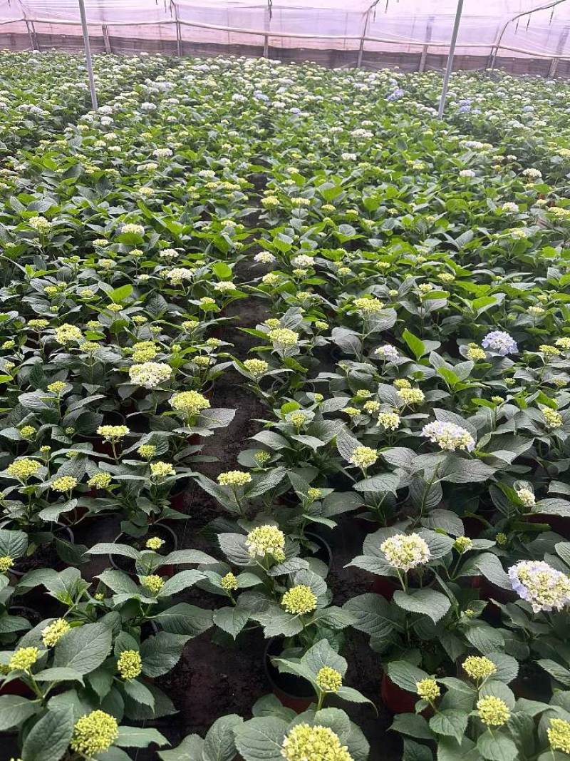 绣球基地直发，各种品种规格都有，质优价廉。