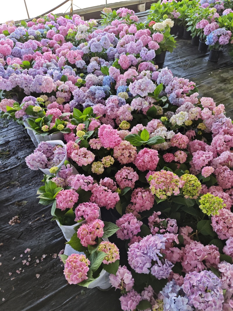 绣球基地直发，各种品种规格都有，质优价廉。