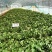 石家庄济薯26红薯苗大量供应品质保证诚信经营