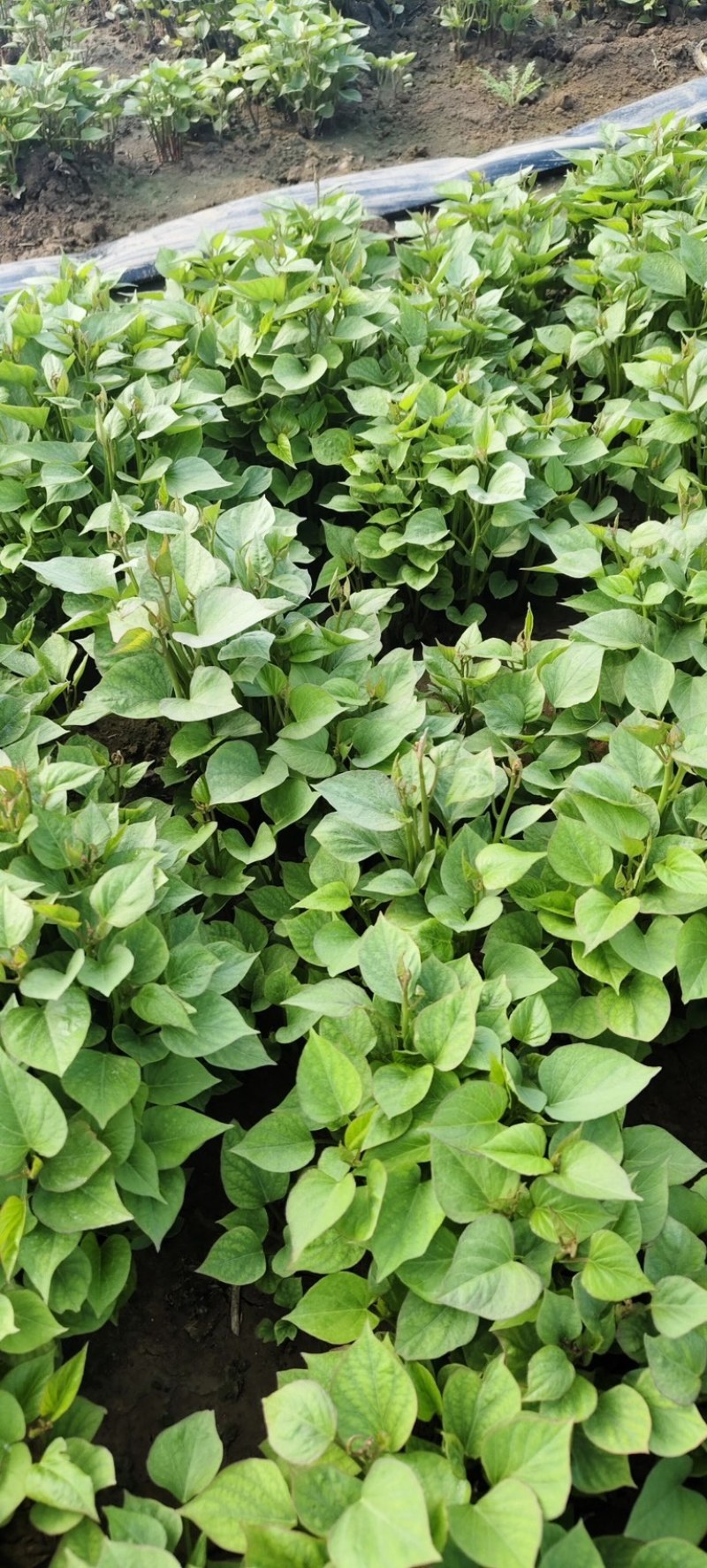 石家庄济薯26红薯苗大量供应品质保证诚信经营