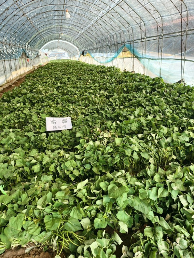 济薯26红薯苗大量供应品质保证诚信经营欢迎来电