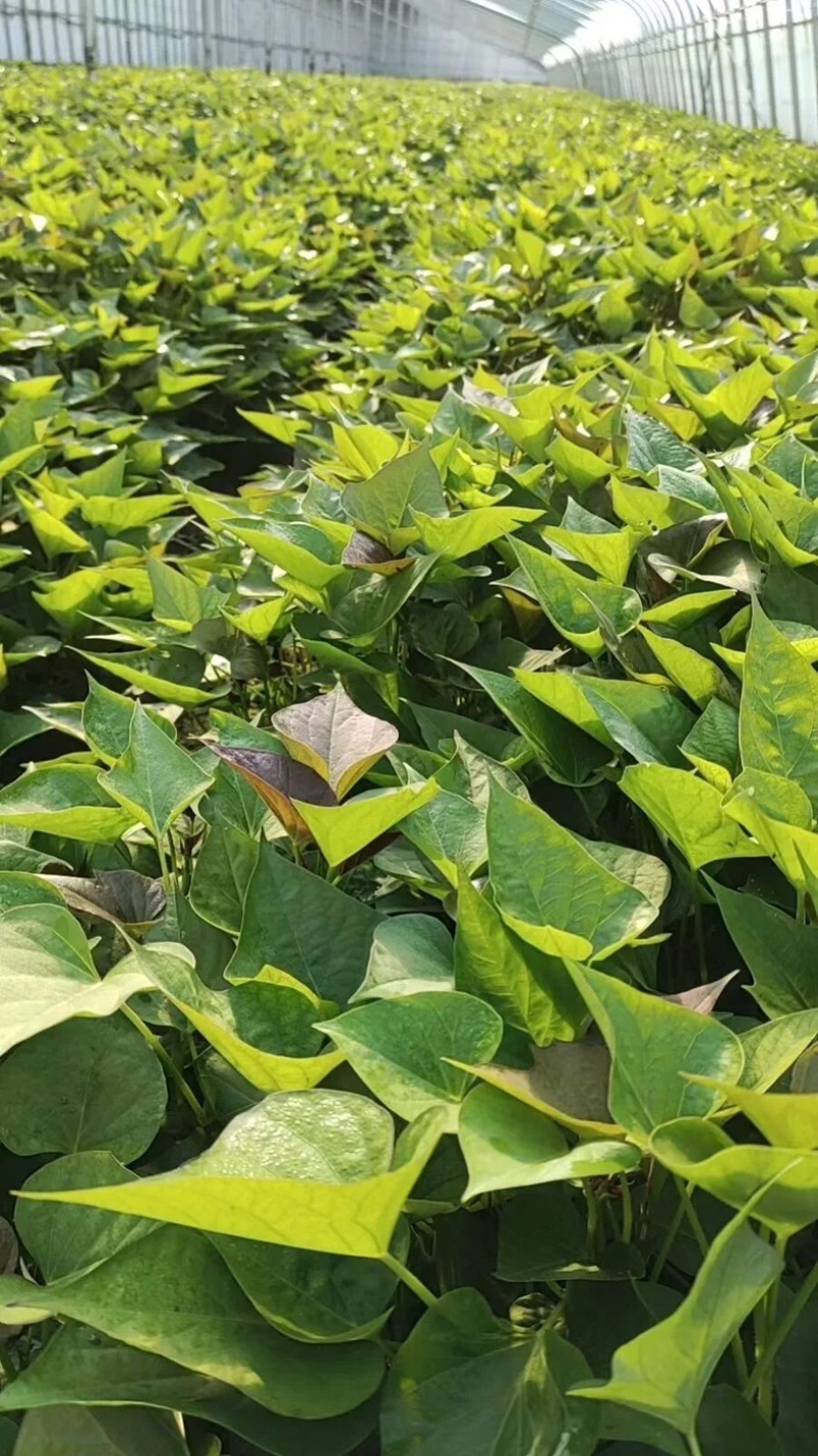 济薯26红薯苗大量供应品质保证诚信经营欢迎来电