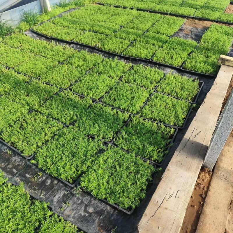 100万佛甲草穴盘苗基地直销，根系长得很好，质优价廉