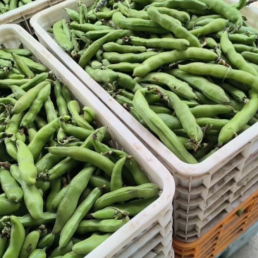 精品大蚕豆基地直发量大质优对接全国市场档口商超电商平台