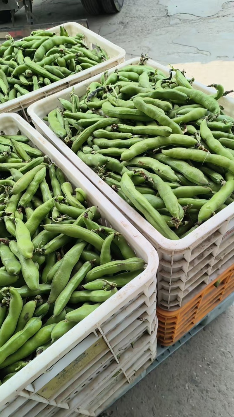 精品大蚕豆基地直发量大质优对接全国市场档口商超电商平台