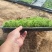 100万佛甲草穴盘苗基地直销，根系长得很好，质优价廉