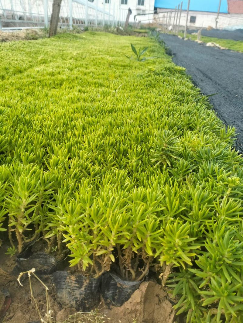 100万佛甲草穴盘苗基地直销，根系长得很好，质优价廉