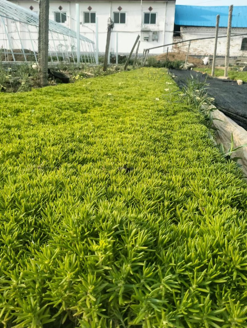 100万佛甲草穴盘苗基地直销，根系长得很好，质优价廉
