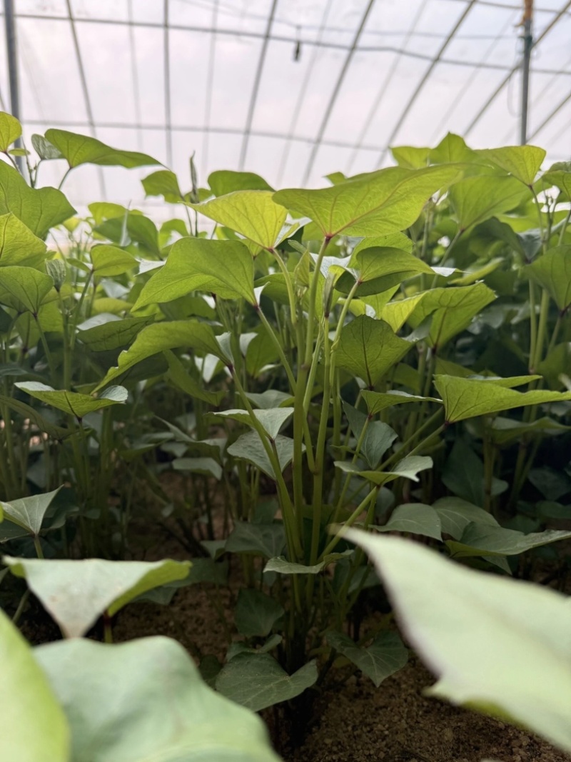 大量西瓜红红薯苗品质保证诚信经营量大质优