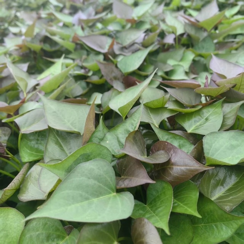 大量西瓜红红薯苗品质保证诚信经营量大质优
