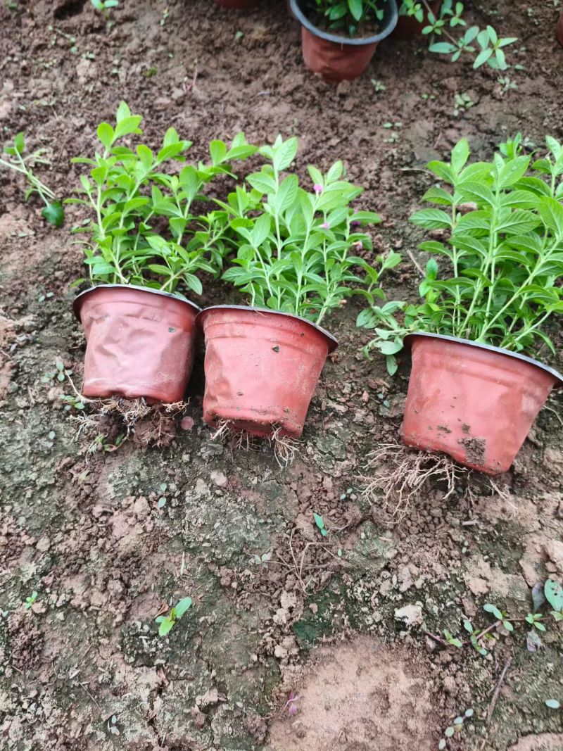 100万满天星清棚，基地直发，质优价廉。