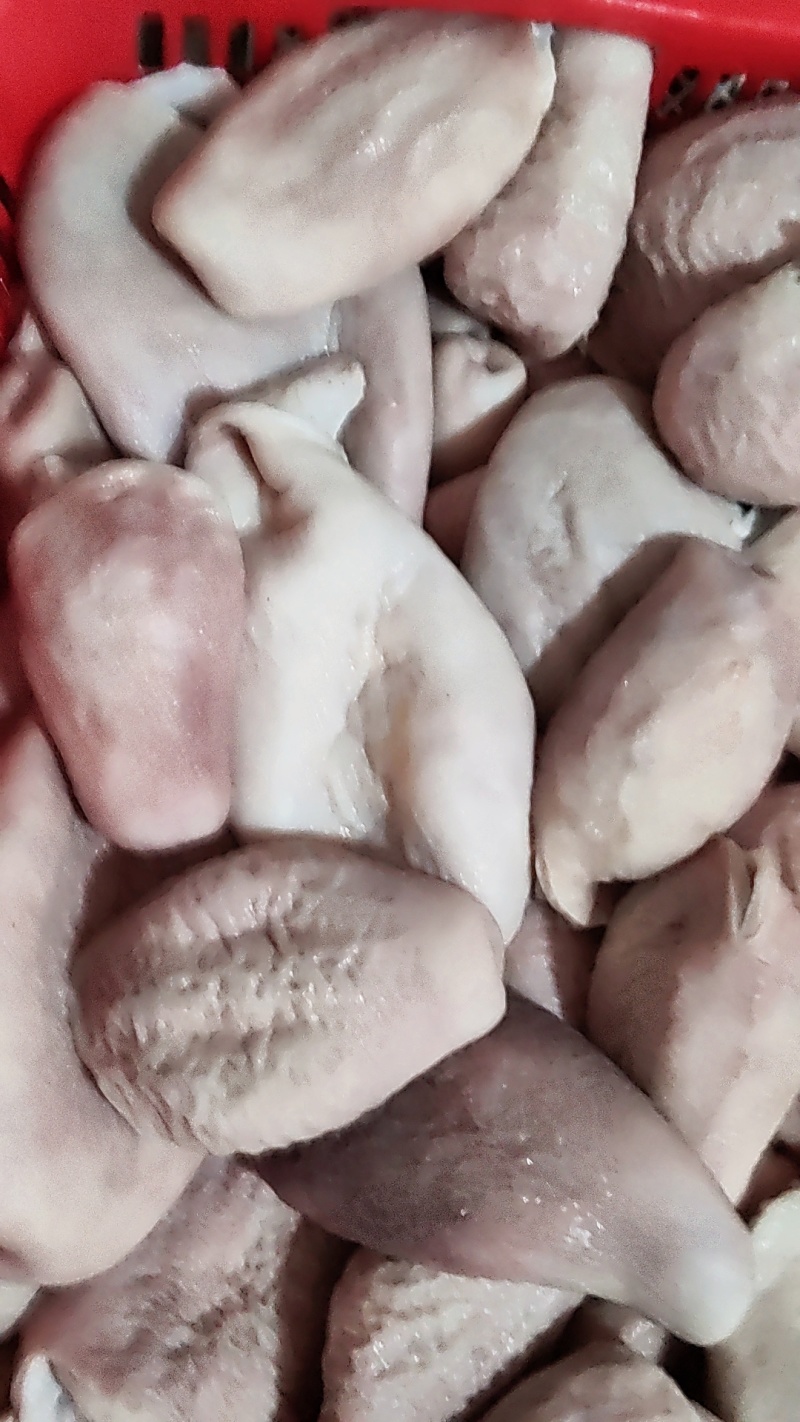 预煮小肚翻面无油预煮大猪小肚