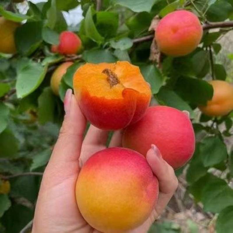 陕西丰园红杏颜色靓丽熟度刚好大小都有规格齐全
