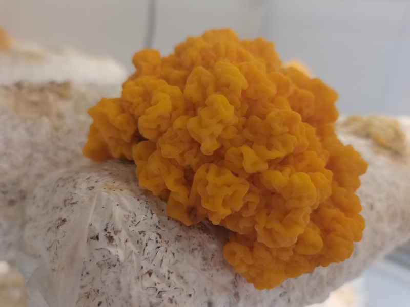 刘家峡金耳，一手货源，保质保量，可视频看货，量大从优