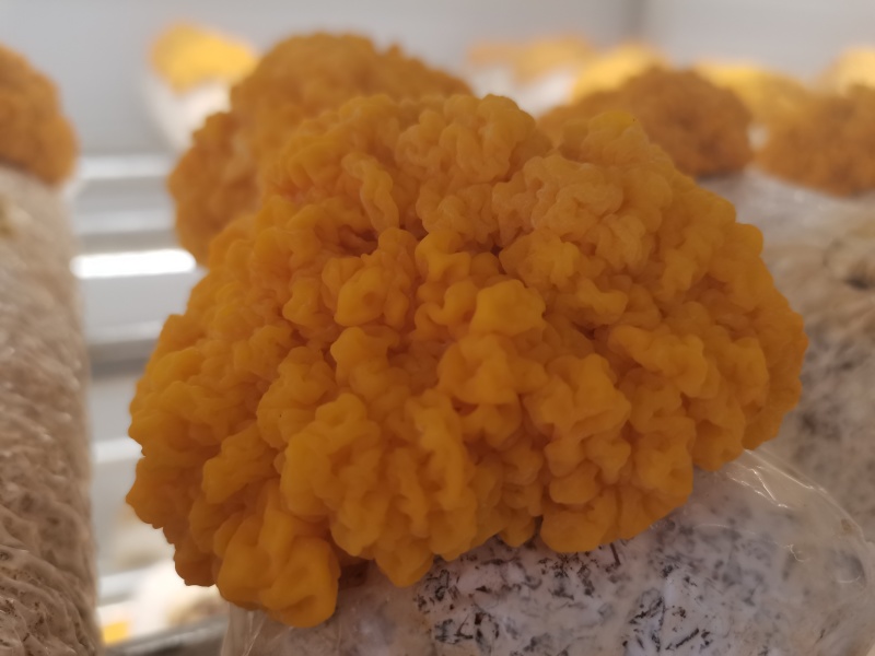 刘家峡金耳，一手货源，保质保量，可视频看货，量大从优