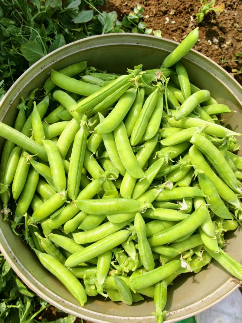 石家庄市正定县南楼乡豌豆即将大量上市，需要联系