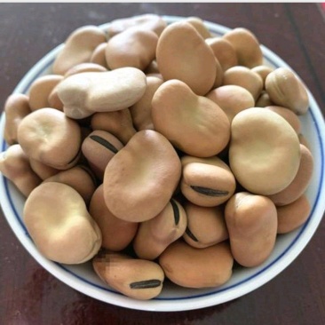精选干蚕豆，全国发货，诚信经营，可视频看货，欢迎来电洽谈