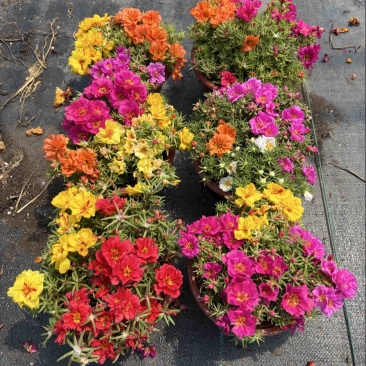 太阳花