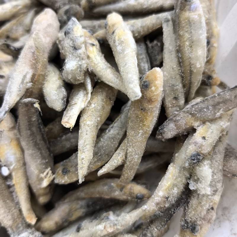 单冻的小黄鱼欢迎下单：量大从优各种规格都有
