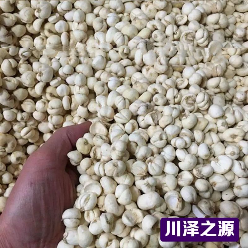 正宗西藏贝母特产颗粒净重250克海拔高自治区自然晾晒干货