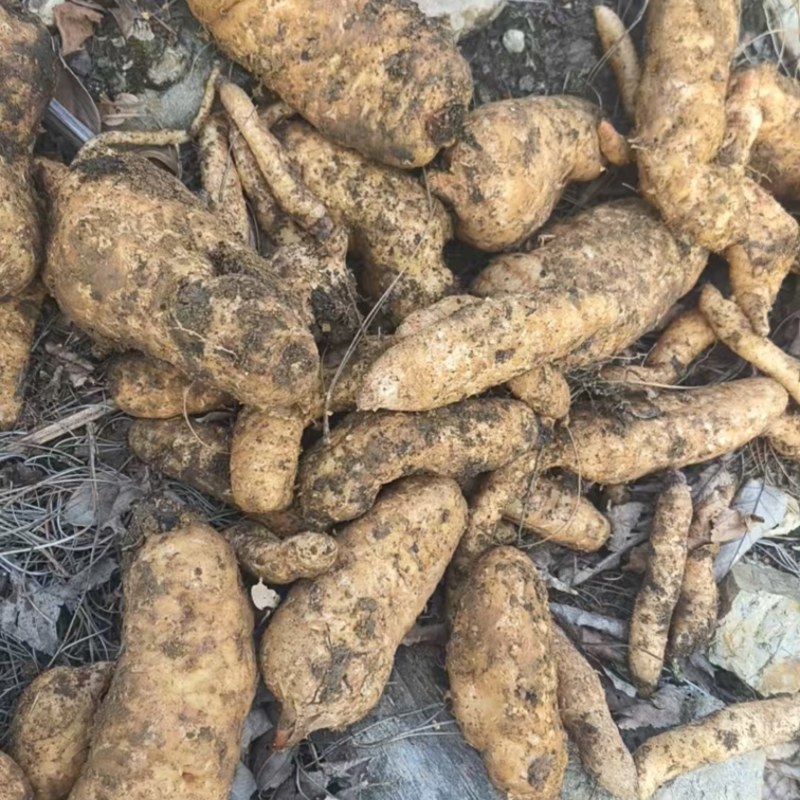 高海拔0代乌麻种苗，贵州，个头大，好种植，好管理
