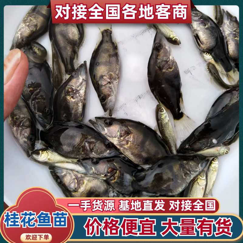 桂花鱼苗、鳜鱼苗、翘嘴鳜鱼苗基地直销，量大优惠，提供技术