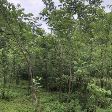 贵州黄柏苗厚皮，一年两年三年四苗，自家基地