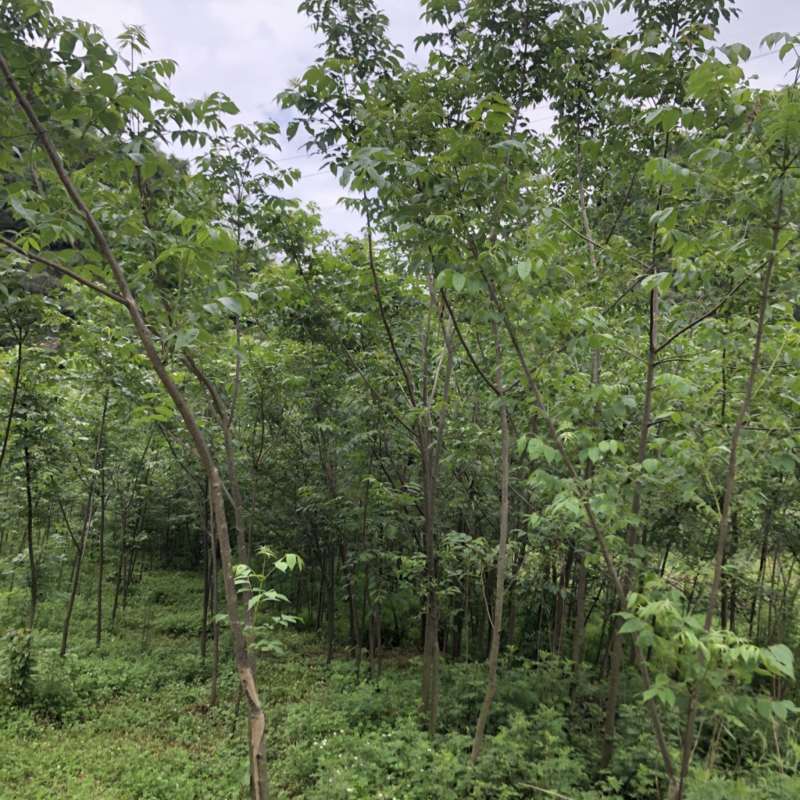 贵州黄柏苗厚皮，一年两年三年四苗，自家基地